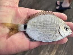 Image result for Diplodus kotschyi