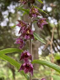 Attēlu rezultāti vaicājumam “Epipactis atrorubens flower”