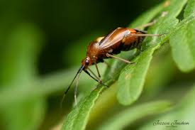 Attēlu rezultāti vaicājumam “Deraeocoris ruber imago”