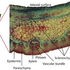 Attēlu rezultāti vaicājumam “Zea mays leaf”
