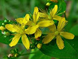 Attēlu rezultāti vaicājumam “Hypericum maculatum flower”