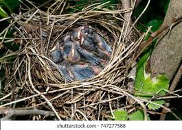 Attēlu rezultāti vaicājumam “Sylvia borin nest”