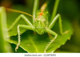 Attēlu rezultāti vaicājumam “Phaneroptera falcata”