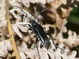 Attēlu rezultāti vaicājumam “Leptura annularis”