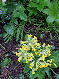 Attēlu rezultāti vaicājumam “Primula veris leaf”