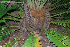 Attēlu rezultāti vaicājumam “Colostygia pectinataria male”