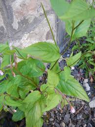 Attēlu rezultāti vaicājumam “Epilobium montanum leaf”