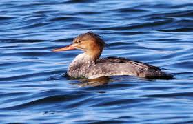 Attēlu rezultāti vaicājumam “Mergus serrator female”