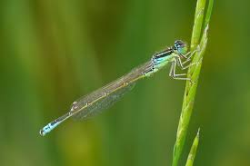 Attēlu rezultāti vaicājumam “Ischnura pumilio”