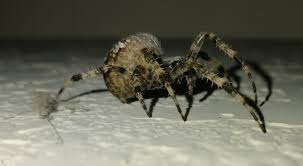 Attēlu rezultāti vaicājumam “Araneus diadematus juvenile”