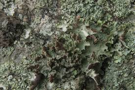 Attēlu rezultāti vaicājumam “Platismatia glauca”