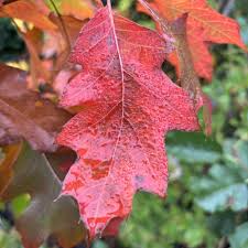 Attēlu rezultāti vaicājumam “Quercus robur leaf”