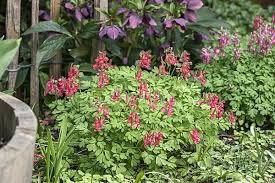 Attēlu rezultāti vaicājumam “Corydalis solida fruit”