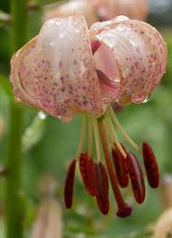 Attēlu rezultāti vaicājumam “Lilium martagon bud”