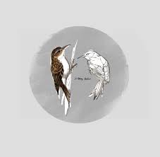 Attēlu rezultāti vaicājumam “Certhia familiaris”