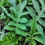 Attēlu rezultāti vaicājumam “Cirsium oleraceum leaf”