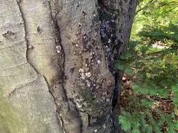 Attēlu rezultāti vaicājumam “Kretzschmaria deusta”