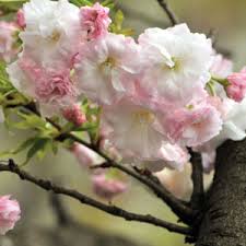 Attēlu rezultāti vaicājumam “Prunus (sakura)”