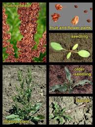 Attēlu rezultāti vaicājumam “Rumex crispus fruit”