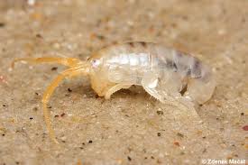 Attēlu rezultāti vaicājumam “Talitrus saltator”