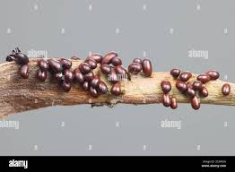 Attēlu rezultāti vaicājumam “Leocarpus sp.”