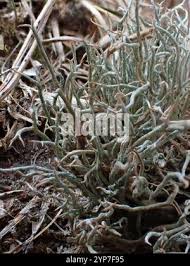 Attēlu rezultāti vaicājumam “Cladonia ciliata”