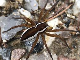 Attēlu rezultāti vaicājumam “Dolomedes fimbriatus”