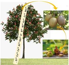 Attēlu rezultāti vaicājumam “Aesculus x hybrida fruit”