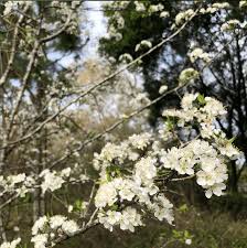 Attēlu rezultāti vaicājumam “Prunus (plum-tree) flower”