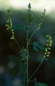 Attēlu rezultāti vaicājumam “Melilotus officinalis”