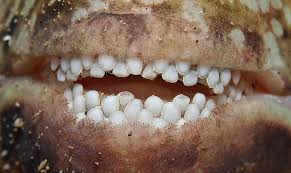 Image result for Calotomus carolinus