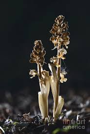 Attēlu rezultāti vaicājumam “Neottia nidus-avis”