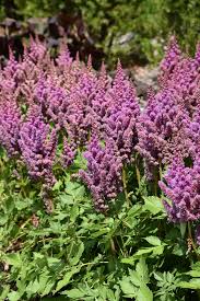 Attēlu rezultāti vaicājumam “Astilbe chinensis leaf”