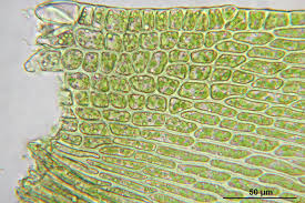 Attēlu rezultāti vaicājumam “Pylaisia polyantha”