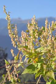 Attēlu rezultāti vaicājumam “Fallopia dumetorum leaf”