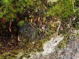 Attēlu rezultāti vaicājumam “Pohlia elongata”