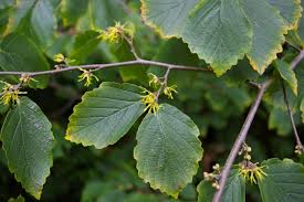 Attēlu rezultāti vaicājumam “Hamamelis japonica leaf”