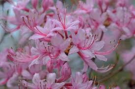 Attēlu rezultāti vaicājumam “Rhododendron periclymenoides”