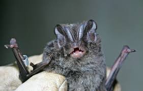 Attēlu rezultāti vaicājumam “Barbastella barbastellus”