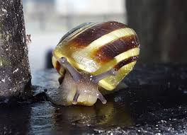 Attēlu rezultāti vaicājumam “Cepaea hortensis”