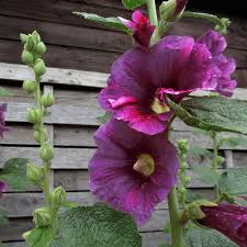 Image result for Alcea (althaea) rosea