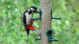 Attēlu rezultāti vaicājumam “Dendrocopos major female”