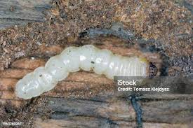 Attēlu rezultāti vaicājumam “Cerambycidae larva”