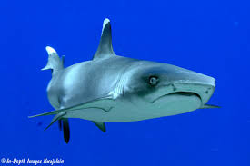 Image result for Triaenodon obesus