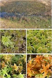 Attēlu rezultāti vaicājumam “Sphagnum cuspidatum”