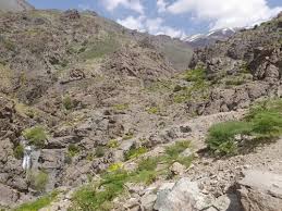 Image result for selvatici tehron