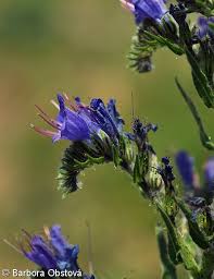 Attēlu rezultāti vaicājumam “Echium vulgare leaf”