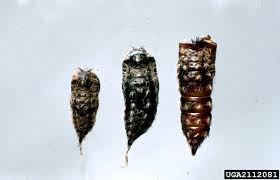 Attēlu rezultāti vaicājumam “Lymantria monacha pupa”