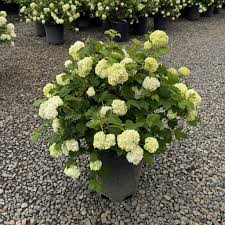 Attēlu rezultāti vaicājumam “Viburnum opulus”