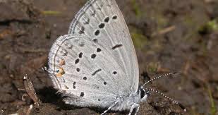 Attēlu rezultāti vaicājumam “Polyommatinae”